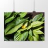 Botanical Wall Art Horizontal Poster